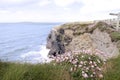 Pink Irish wildflowers on the cliffs edge
