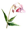 Pink isolate balsam flower in watercolor