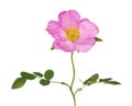 Pink isolated brier flower on stem Royalty Free Stock Photo
