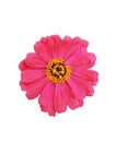 A pink isolated flower on a white background Royalty Free Stock Photo