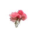 Pink isolated rose delicate flower branch on the white background, cutout object for decor, design, invitations, cards, soft focus Royalty Free Stock Photo