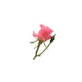 Pink isolated rose delicate flower branch on the white background, cutout object for decor, design, invitations, cards, soft focus Royalty Free Stock Photo