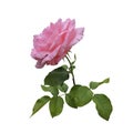 Pink isolated rose with leaves delicate flower branch on the white background, cutout object for decor, design, invitations, cards Royalty Free Stock Photo