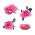 Pink isolated roses set with leaves delicate flower branches, cutout objects for decor, design, invitations, cards, soft focus