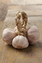 Pink Italian Garlic