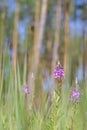 Pink Ivan Tea or blooming Sally in the forest. Willow-herb. Spring Forest. Blurred background Royalty Free Stock Photo