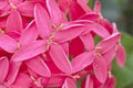 Pink Ixora .