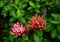 Pink ixora buds Royalty Free Stock Photo