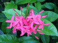 Pink Ixora Coccinea Flowers in South Beach, Miami.