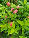 Pink Ixora coccinea with plants background Royalty Free Stock Photo