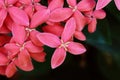 pink Ixora