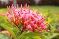 Pink, Ixora Flower