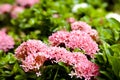 Pink ixora flower on the garden