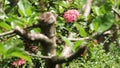 Pink Ixora Flower with green leaf