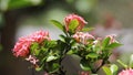 Pink Ixora Flower with green leaf