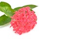 Pink Ixora flower