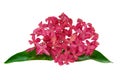 Pink ixora flower