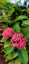 Pink Ixora flower plant in garden