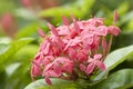 pink ixora flowers