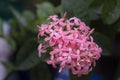 Pink ixora flowers background Royalty Free Stock Photo