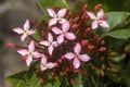 Pink Ixora flowers and buds Royalty Free Stock Photo