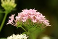 Pink Ixora flowers on Natural green garden.