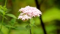 Pink Ixora flowers on Natural green garden. Royalty Free Stock Photo