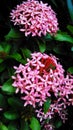 Pink Ixora flowers (Needle flowers)
