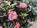 Pink Ixora Javanica that nice to see and be love