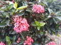 Pink Ixora Javanica that nice to see and be love