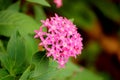 Vibrant Pink Ixora flowers on Natural green garden. Royalty Free Stock Photo