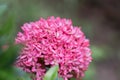 Pink Ixora in the park