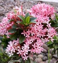 Pink ixora plant