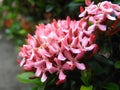 Pink Ixora