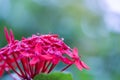 Pink Ixora and water drops on bush in garden, West Indian Jasmine, close-up on blurred green foliage