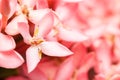 Pink Ixora or West Indian Jasmine Flower Royalty Free Stock Photo