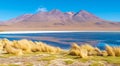 Hedionda Lagoon with Flamingo, Bolivia