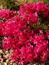 Pink Japanese azalea