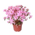 Pink Japanese azalea in full bloom in a pot Royalty Free Stock Photo