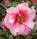 Pink Japanese camellia