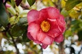 Pink Japanese Camellia flower close up shot Royalty Free Stock Photo