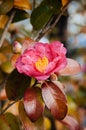 Pink Japanese Camellia flower close up shot Royalty Free Stock Photo