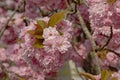 Pink Japanese cerry blossoms close-up