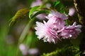 Pink japanese cherry also called sakura flowers, latin name Prunus Serrulata. Young green leaves of lanceolate shape are visible.