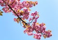 Pink japanese cherry blossom