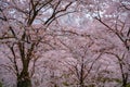 Pink japanese cherry blossom garden in Amsterdam in full bloom. The Bloesempark, Amstelveen, North Holland