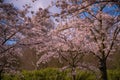 Pink japanese cherry blossom garden in Amsterdam in full bloom. The Bloesempark, Amstelveen, North Holland