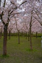 Pink japanese cherry blossom garden in Amsterdam in full bloom. The Bloesempark, Amstelveen, North Holland