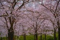 Pink japanese cherry blossom garden in Amsterdam in full bloom. The Bloesempark, Amstelveen, North Holland