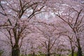 Pink japanese cherry blossom garden in Amsterdam in full bloom. The Bloesempark, Amstelveen, North Holland